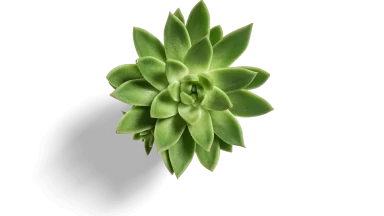 almagea naslovna